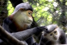 WILDLIFE SAFARI TOUR IN VIETNAM 8 DAYS 7 NIGHTS from 385 USD/PERSON only