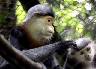 WILDLIFE SAFARI TOUR IN VIETNAM 8 DAYS 7 NIGHTS from 385 USD/PERSON only