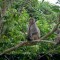 MAICHAU & CUCPHUONG NATIONAL PARK TREKKING 3 DAYS 2 NIGHTS from 100 USD/person only