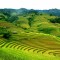 Terrace rice field in Hoangsuphi ADVENTURE TO NORTHERN VIETNAM 7 DAYS 6 NIGHTS from 353 USD/person only