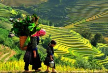 HANOI - HALONG (OVER NIGHT ON CRUISE) - SAPA (2 DAYS 1 NIGHT) - NINHBINH 7 DAYS 6 NIGHTS from 382 USD/person