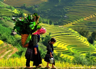 HANOI - HALONG (OVER NIGHT ON CRUISE) - SAPA (2 DAYS 1 NIGHT) - NINHBINH 7 DAYS 6 NIGHTS from 382 USD/person